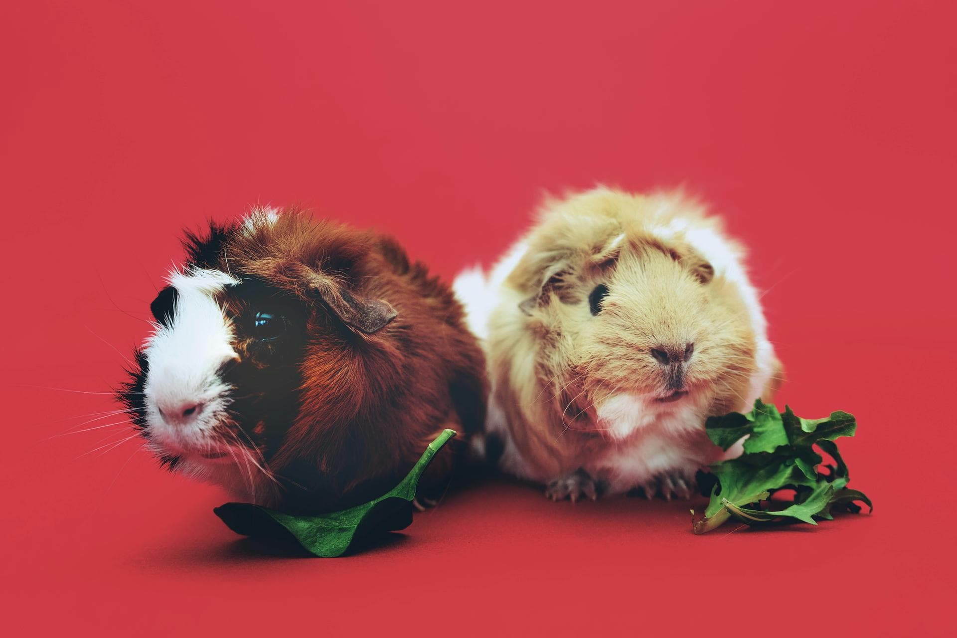 Dog Spay Castrate Neutering Prices in Blackburn