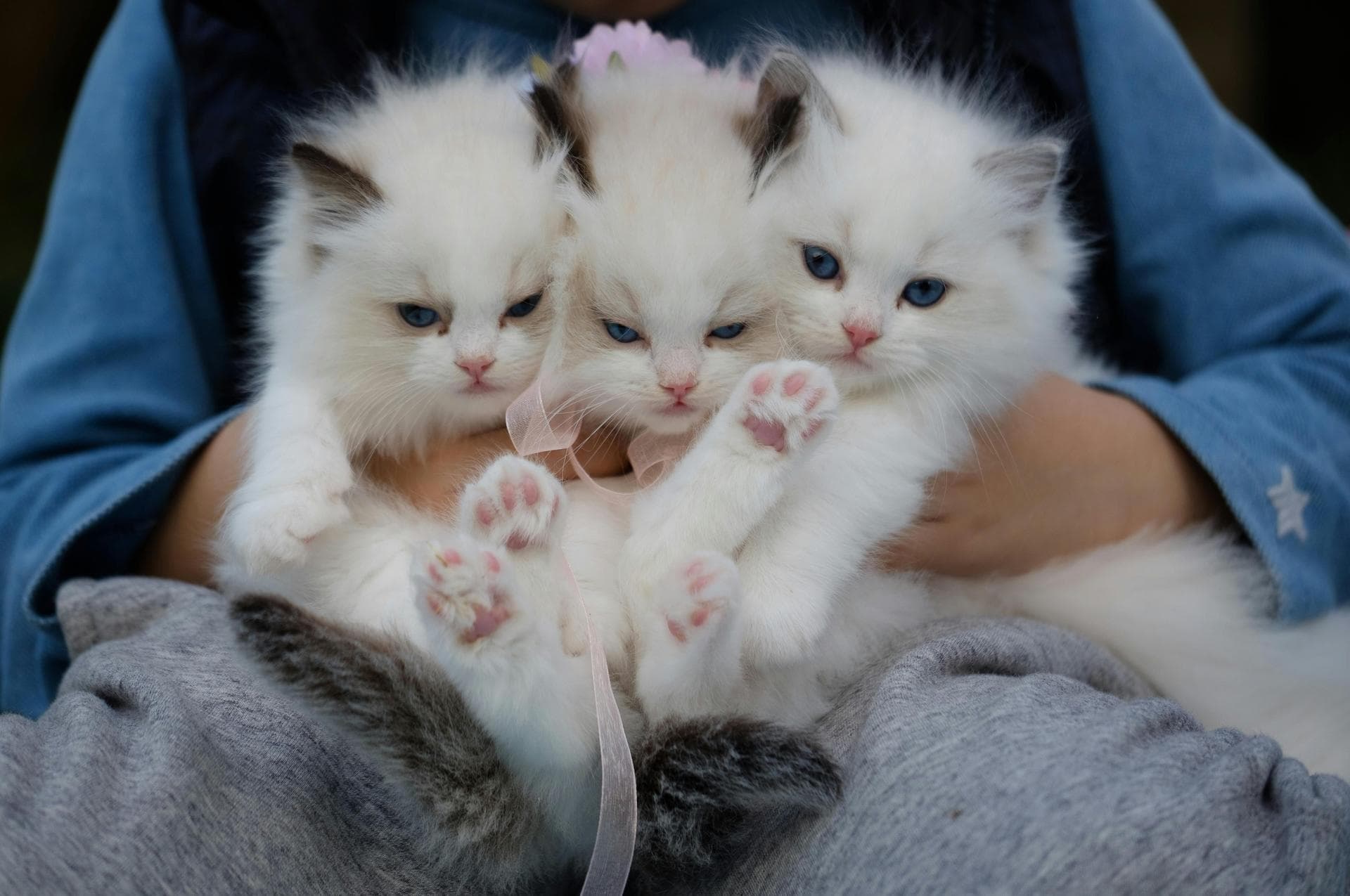 Cat Euthanasia Put Down Prices in Blackburn