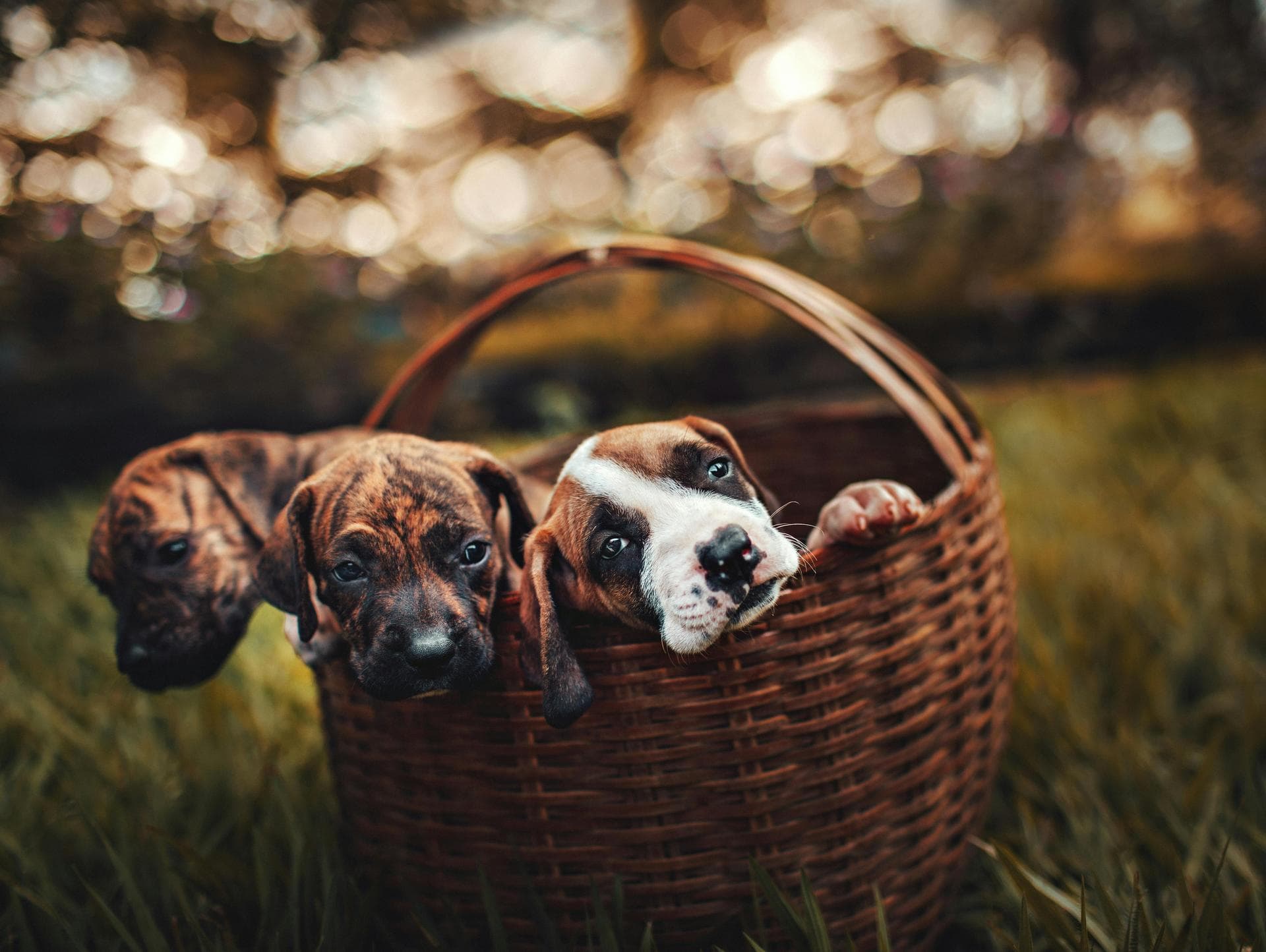 Annual Vaccination Booster Prices in Blackburn