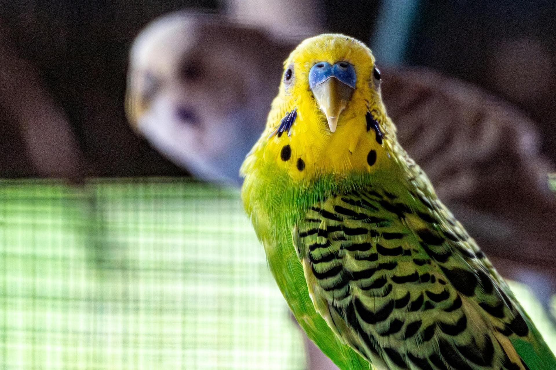 Vet Consultation Prices in Blackburn