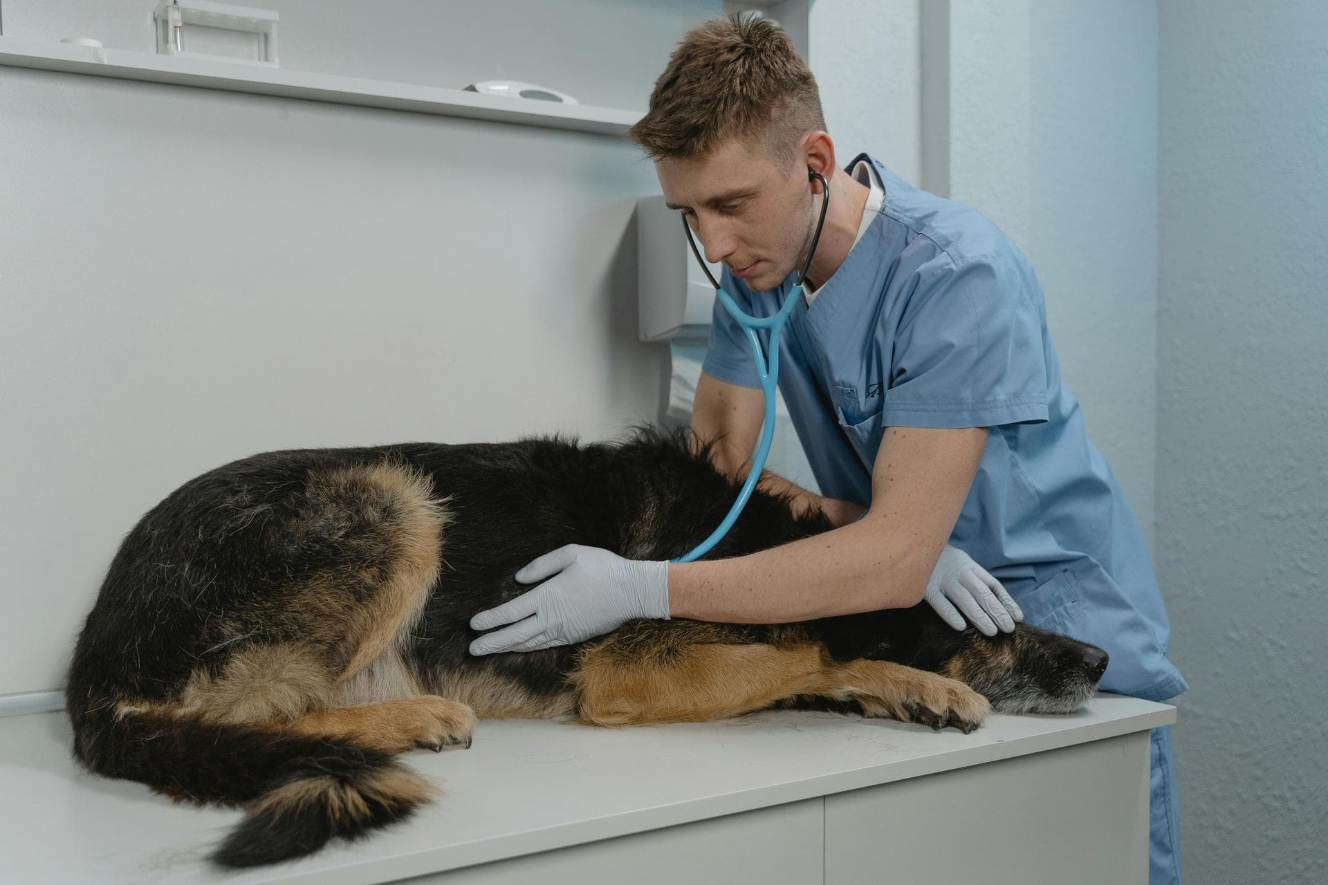 Cat Spaying Prices in Blackburn