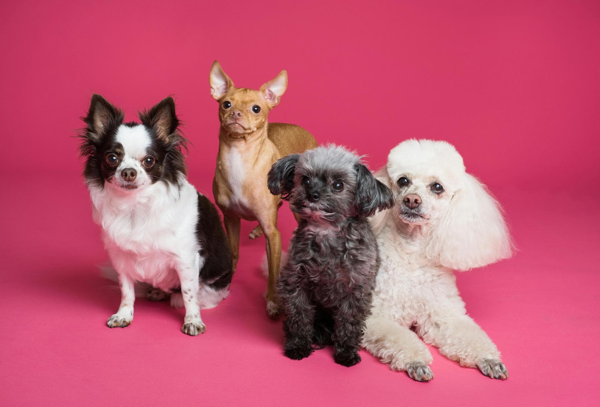 Dog Euthanasia Put Down Prices in Blackburn