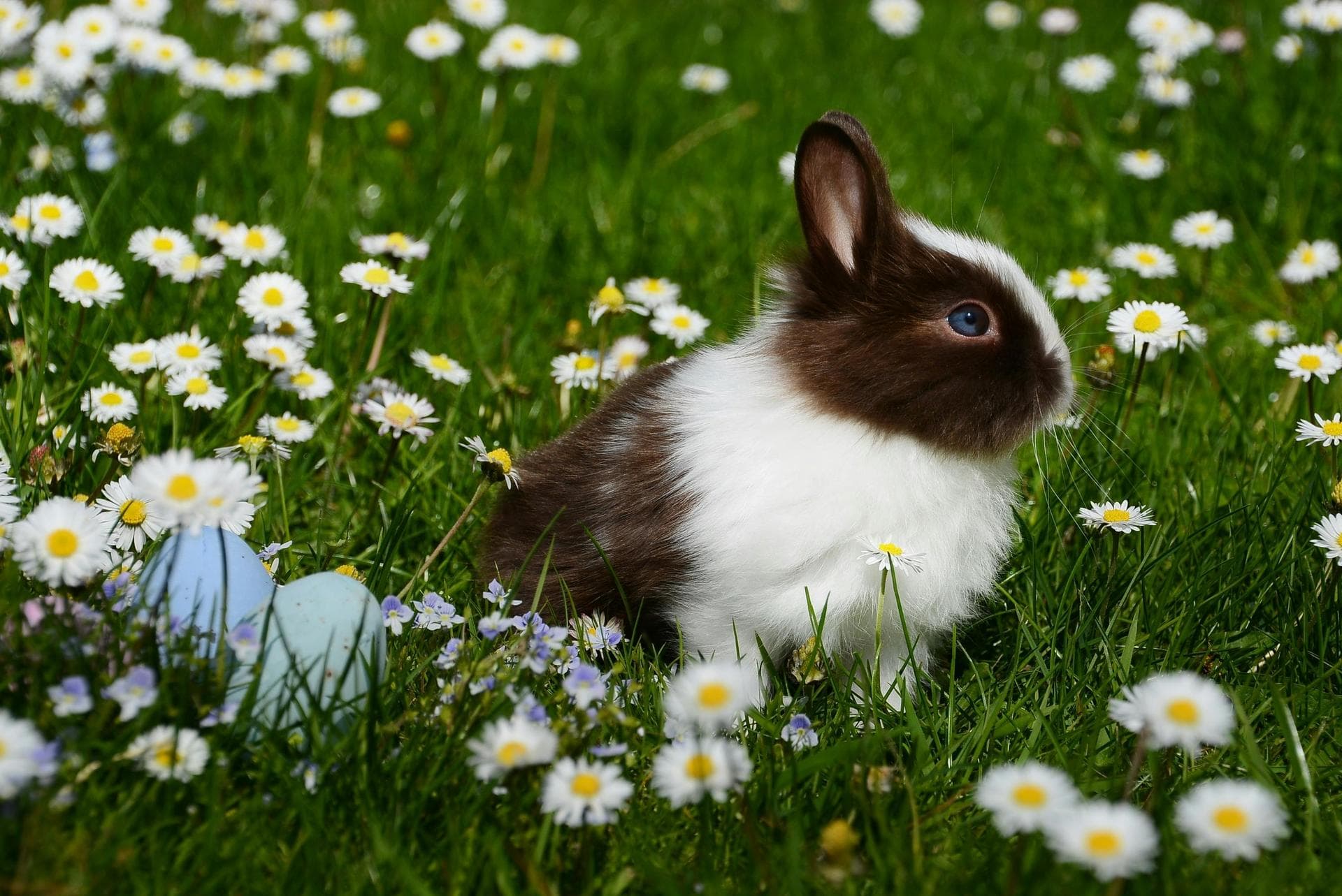 Pet Microchipping Prices in Blackburn