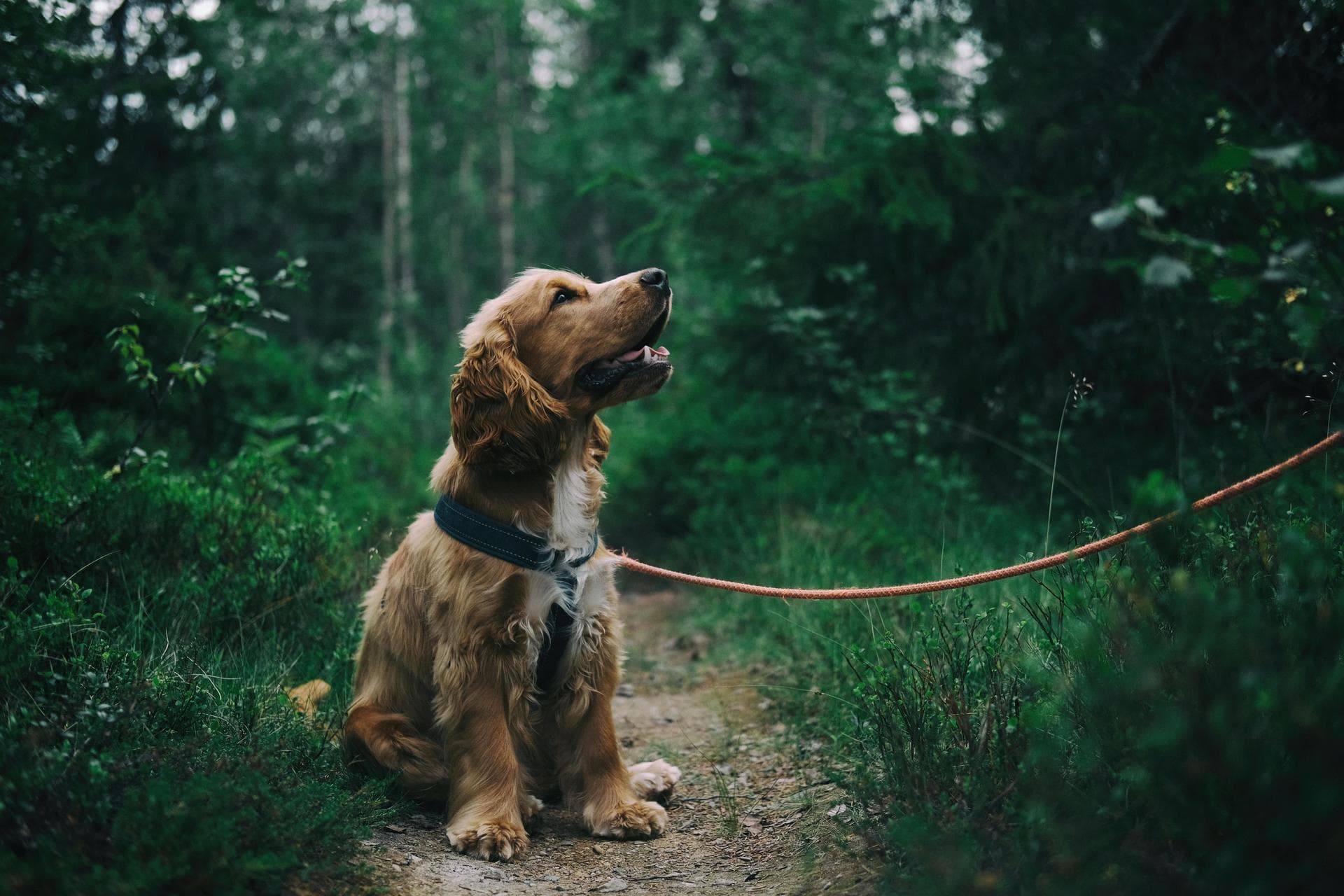 Specialist Vets in Blackburn