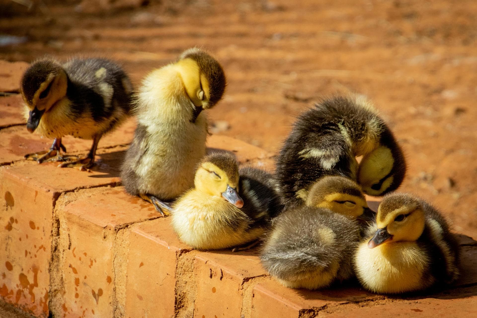Primary Vaccination Course Prices in Blackburn